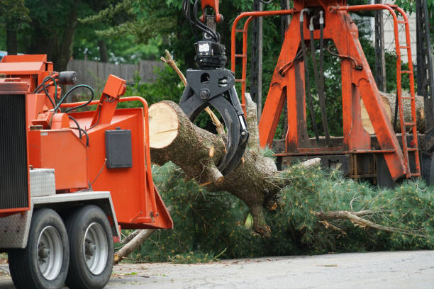 How Our Tree Care Process Works  in  Stockton University, NJ